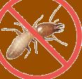 No Termites!