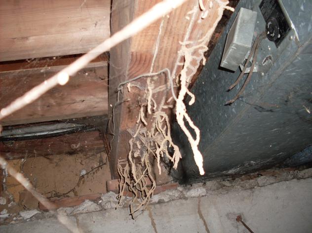 Termite shelter tubes hanging in wood photo